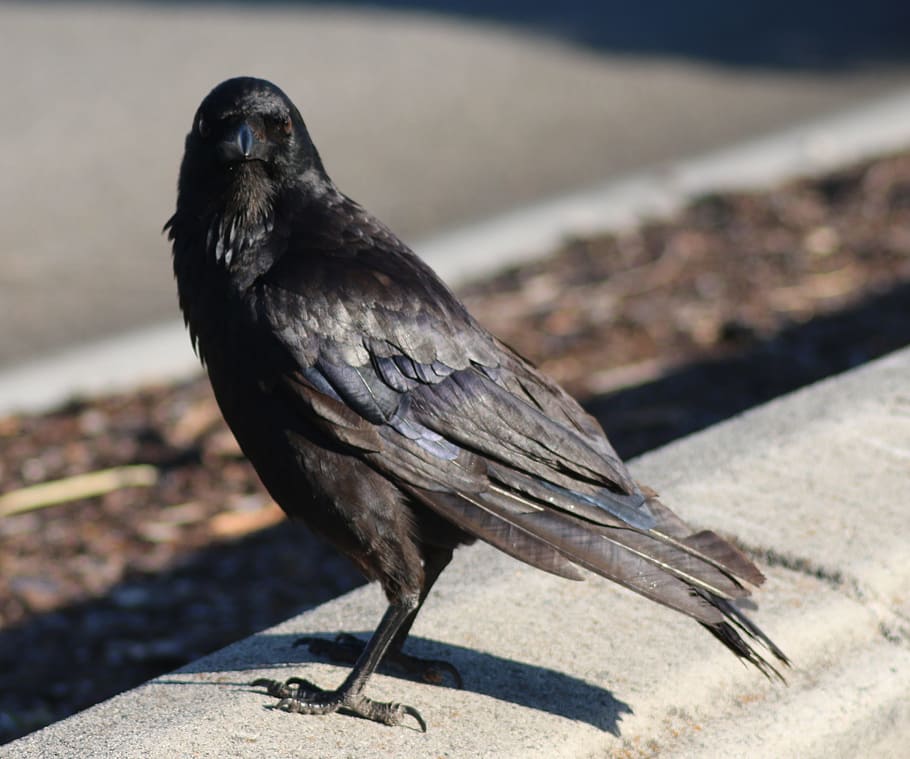 crow, raven, wing, bird, black, animal, feather, wildlife, animal themes HD wallpaper
