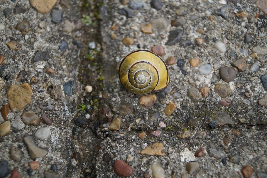 snail, shell, animal, insect, creature, mollusk, nature, stone HD wallpaper