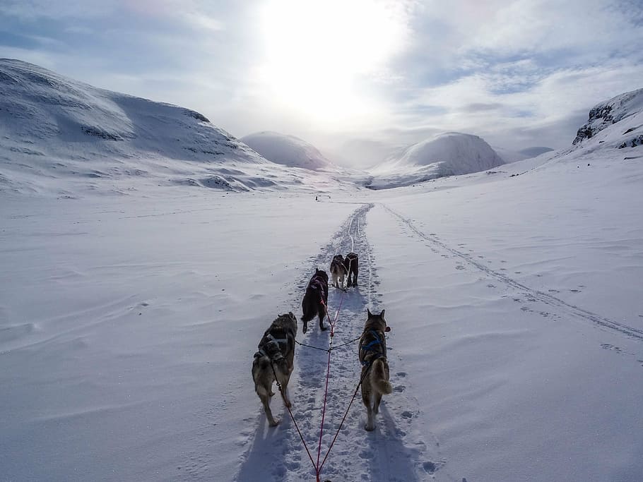 flock of dogs on white snow road, five, black, walking, daytime HD wallpaper