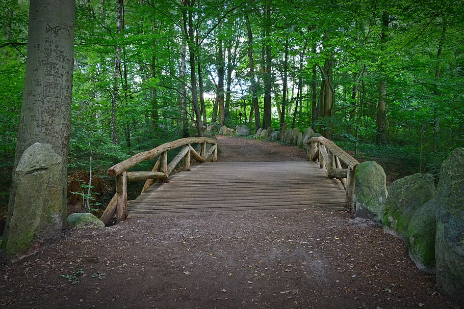 brown wooden bridge leading to forest, Path, Web, forest path HD wallpaper