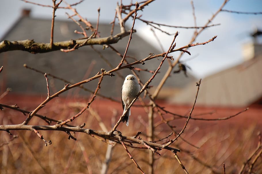 long tailed tit, bird, tree, branch, animal, animal themes HD wallpaper