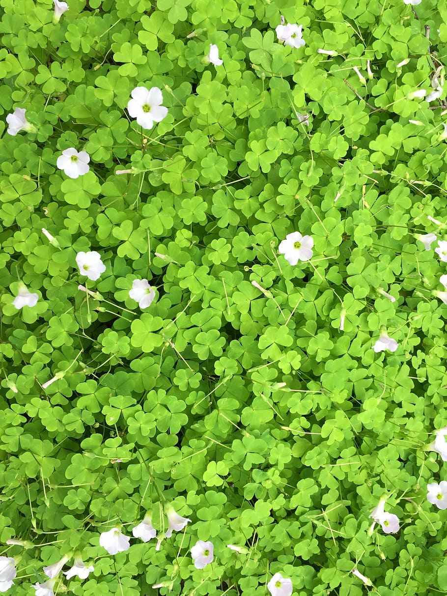 australia, flowers, perth, plant, flowering plant, freshness HD wallpaper