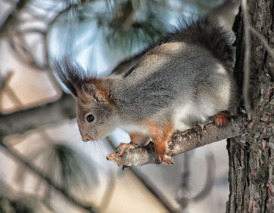 squirrel on tree branch, animal, limb, cute, macro, close-up HD wallpaper