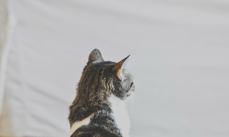 brown and white tabby cat, nature, animals, gray, feline, domestic Cat HD wallpaper