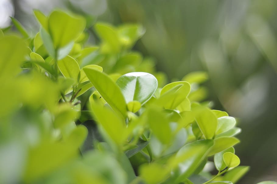 green leaf, green plants, spring, green color, growth, plant part HD wallpaper