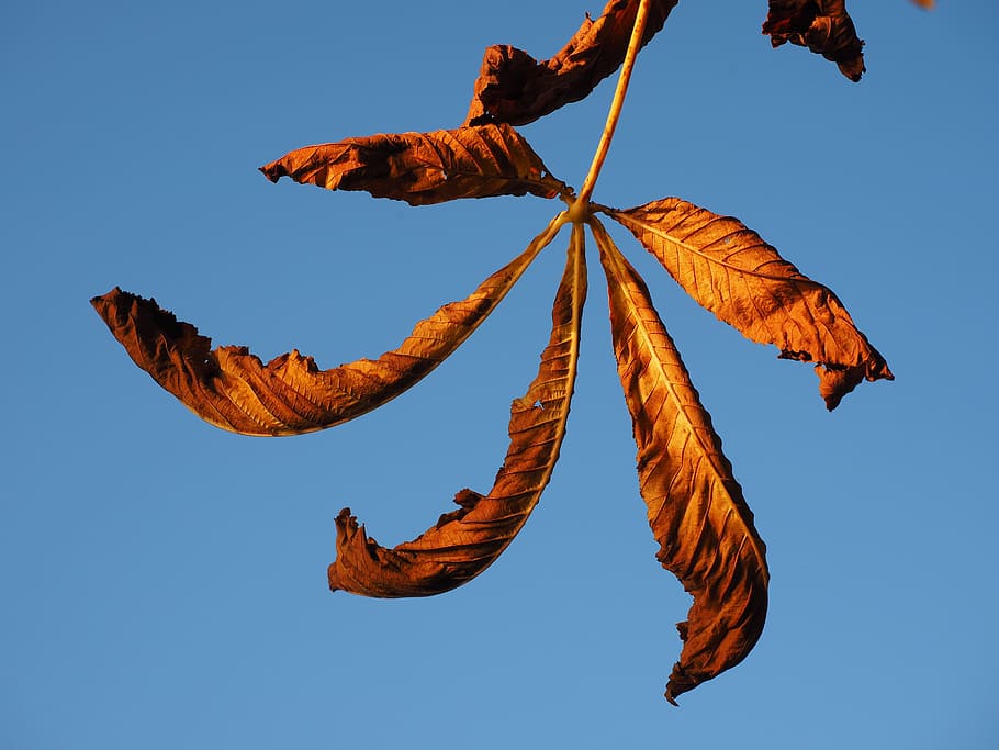 leaf, chestnut, fall foliage, leaves, autumn, fall color, chestnut leaves, HD wallpaper