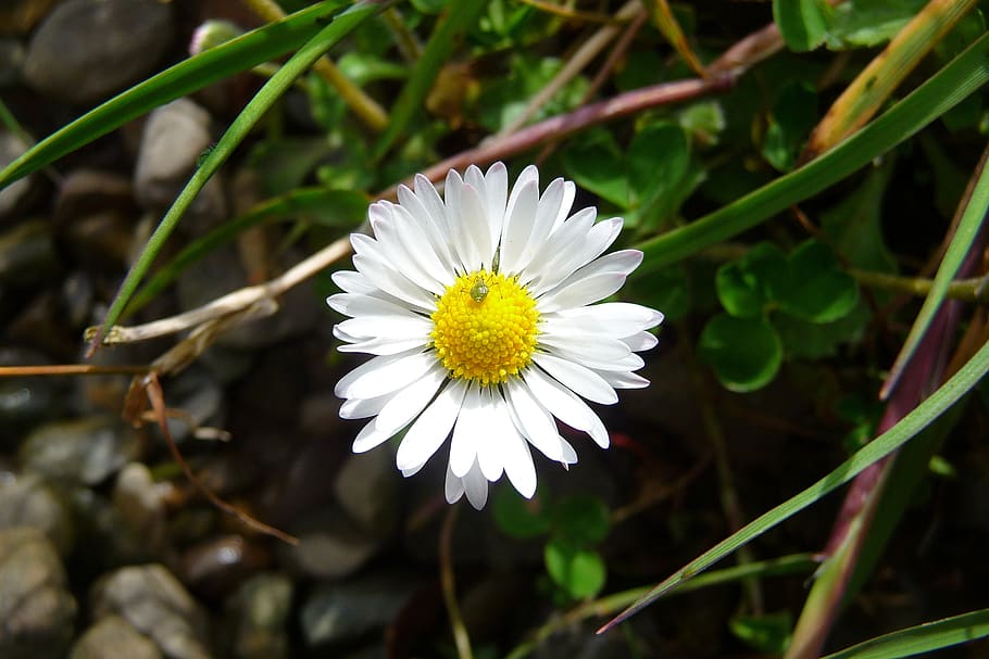 daisy, bug, ireland, flower, flowering plant, freshness, growth HD wallpaper