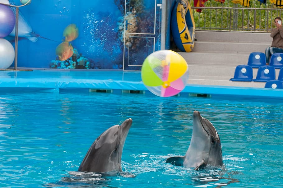 dolphin, dolphinarium, sea, water, animal, animal themes, aquatic mammal HD wallpaper