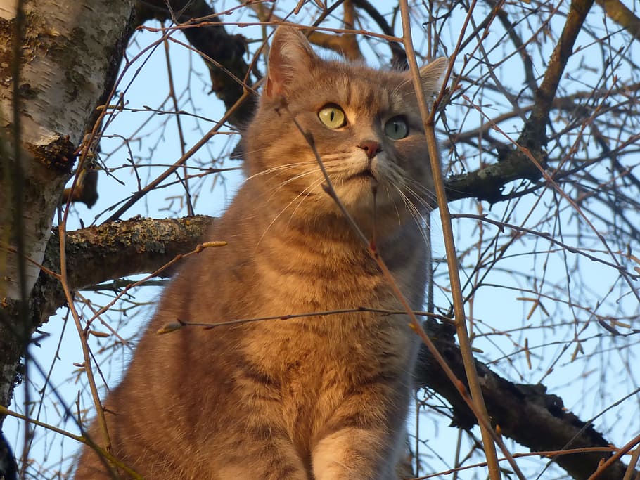 Cat, Grey, Tree, grey cat, perched, bare tree, one animal, domestic cat HD wallpaper