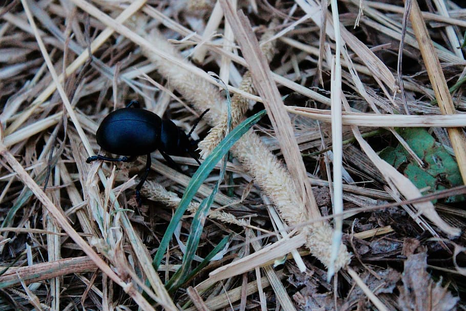 black beetle on brown dried grass, black dung beetle, straw, insect HD wallpaper