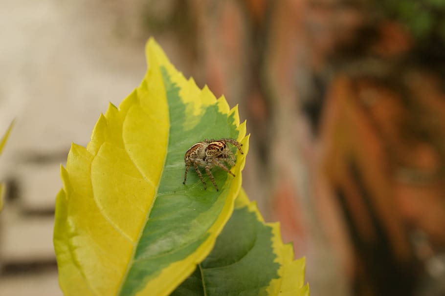 Nature, Insects, Spider, Fly, the, virginia, quindio, colombia HD wallpaper