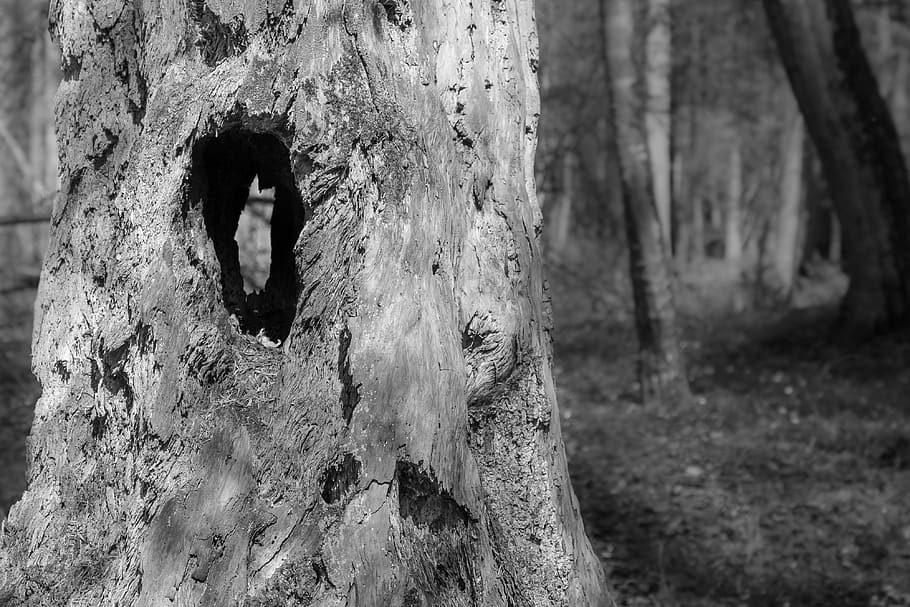 Trunk, Tree, Hollow, Hole, Forest, environment, nature, life, HD wallpaper