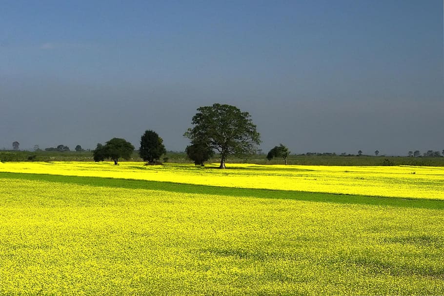 green grass lawn, Mustard, Farming, Cultivation, Yellow, blue, HD wallpaper