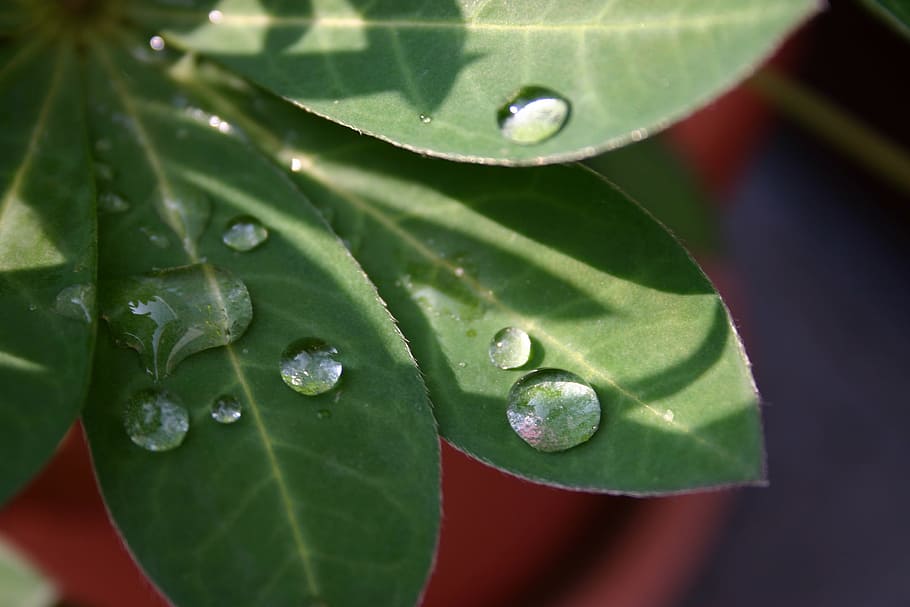 leaf, plant, rain, nature, plant part, drop, green color, close-up HD wallpaper