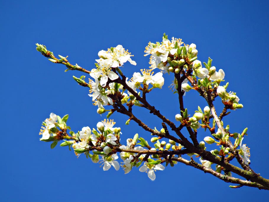 flowers, spring, tree, nature, plant, grass, green, flowering plant HD wallpaper