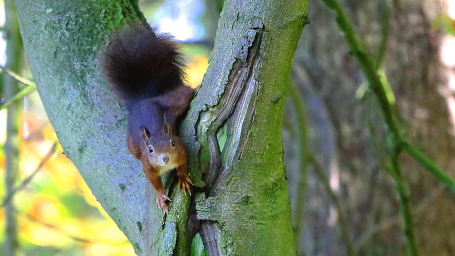 squirrel, animal, trees, nature, green, mammal, animal themes HD wallpaper
