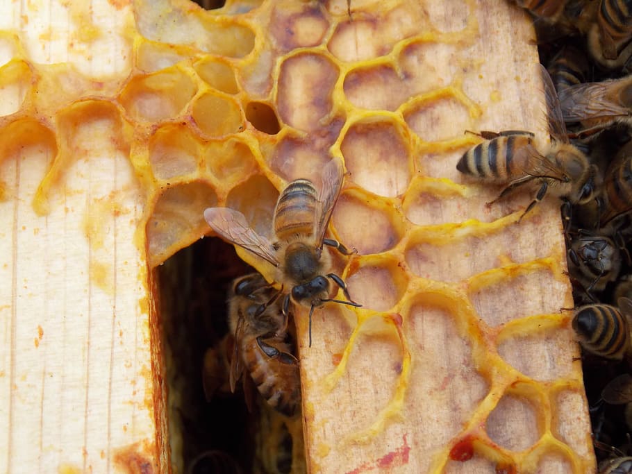 honeycomb, bees, hexagons, honeycombed, insect, pattern, hive HD wallpaper