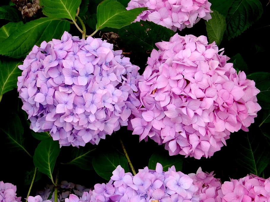Blossom, Bloom, Hydrangea, Close, two, blue, pink, purple, beautiful HD wallpaper
