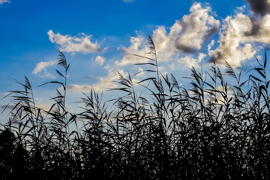 reeds, swamp, sky, clouds, nature, autumn, cloud - sky, plant HD wallpaper