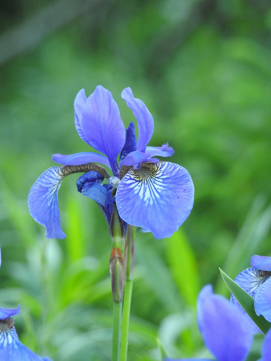 iris, flower, macro, garden, spring, nature, blue, green, plants HD wallpaper