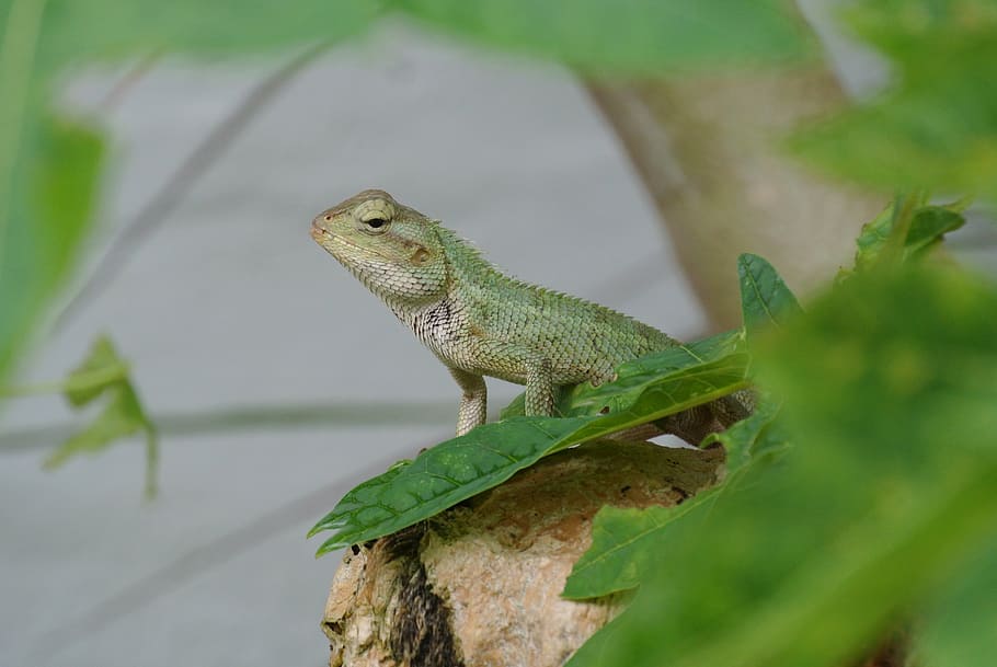 lizard, green, nature, exotic, mauritius, soft water hole, animal themes HD wallpaper