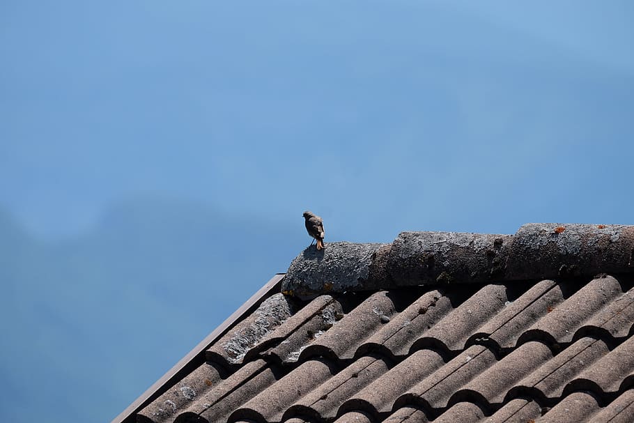 bird, black redstart, mountain, animal themes, architecture HD wallpaper