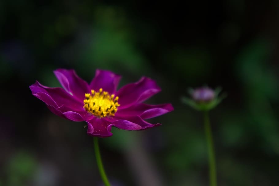 flower, purple, yellow, bloom, nature, summer, garden, summer flowers HD wallpaper
