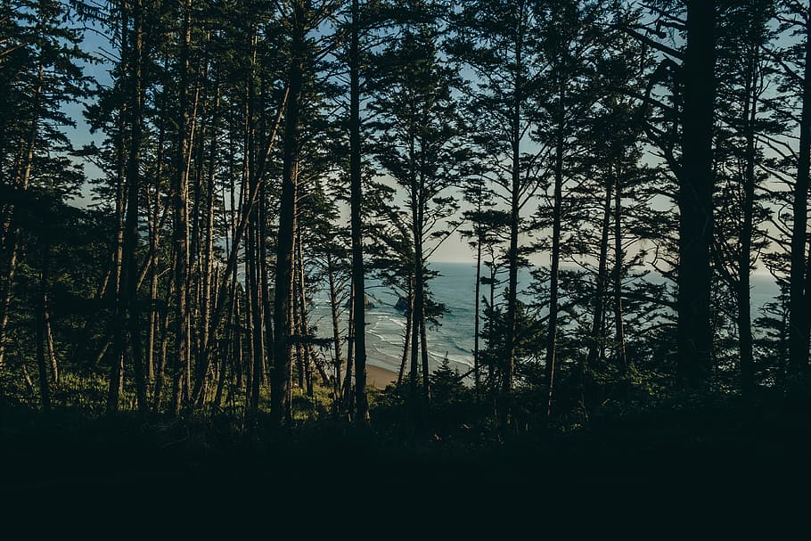 photo of forest during dawn, trees near seashore, nature, water