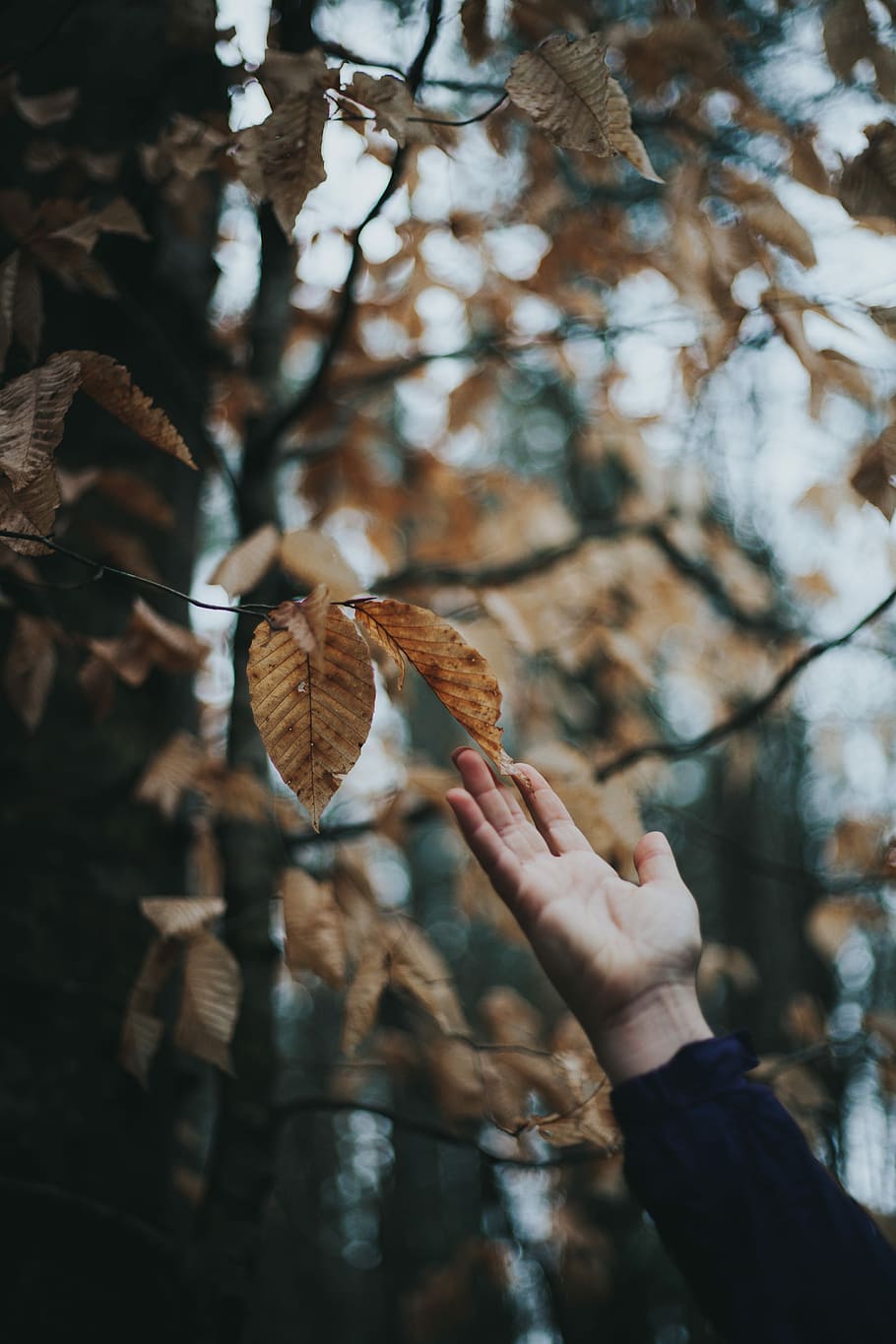 selective focus photography of brown leafed tree, person tapping brown leaf HD wallpaper