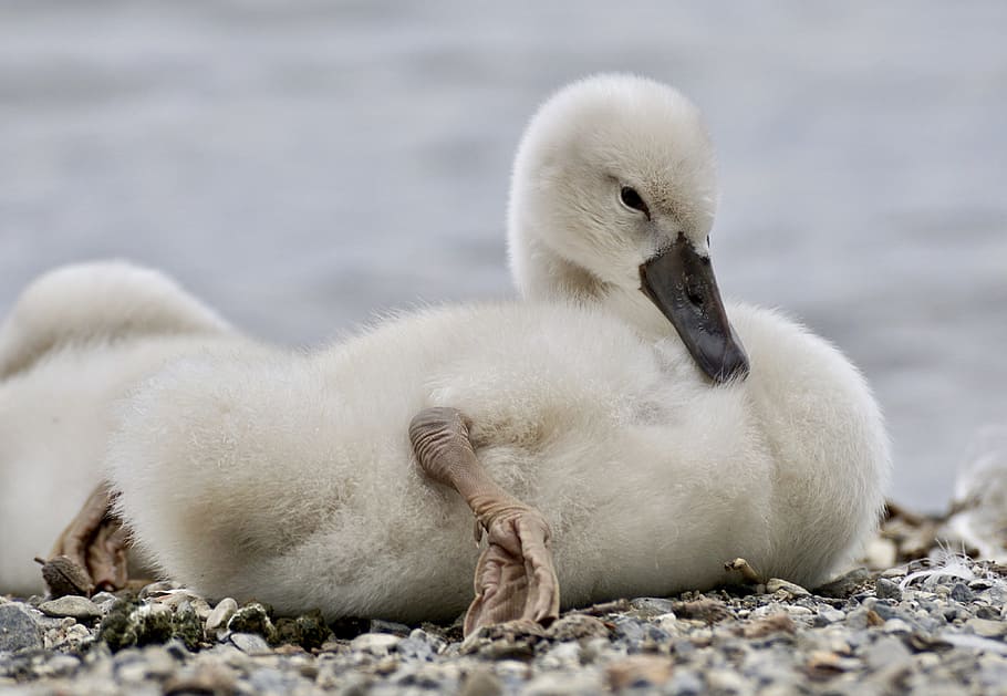 Swan, Chicks, Bird, Cute, young animals, water bird, sweet HD wallpaper