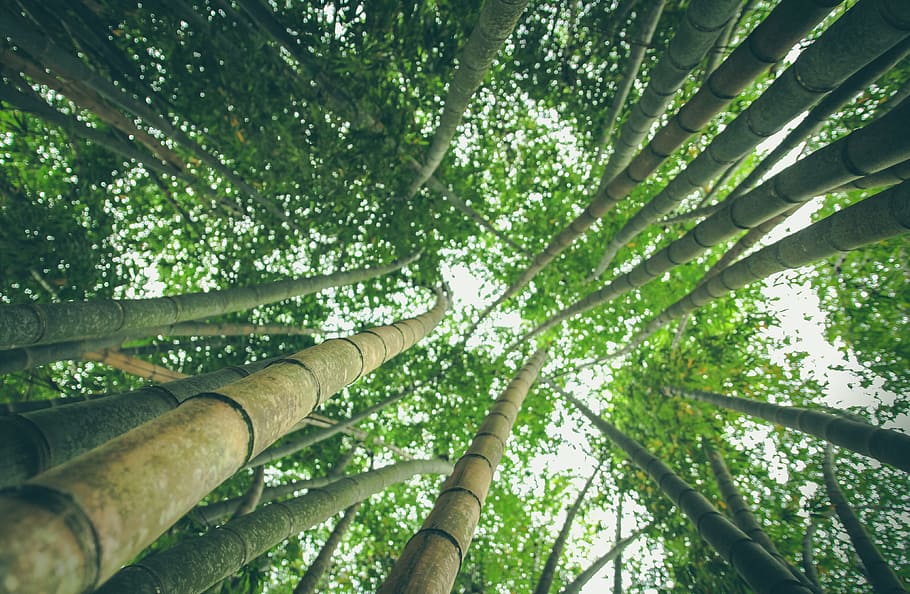 green and brown trees lot, bamboo grass, angle, photo, bamboos HD wallpaper