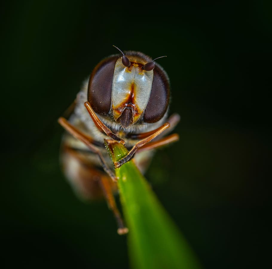 macro, insect, fly, gorzalka, bespozvonochnoe, blade of grass HD wallpaper
