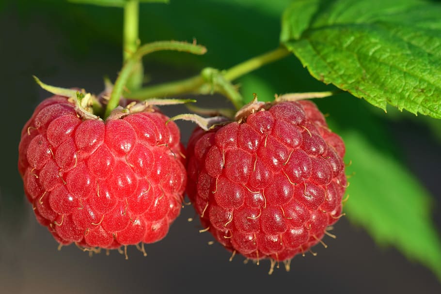 close-up photography of raspberries, raspberry, fruit, red HD wallpaper