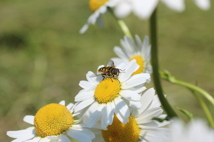 daisies, hoverfly, flowers, summer, plant, white, blossom, bloom HD wallpaper