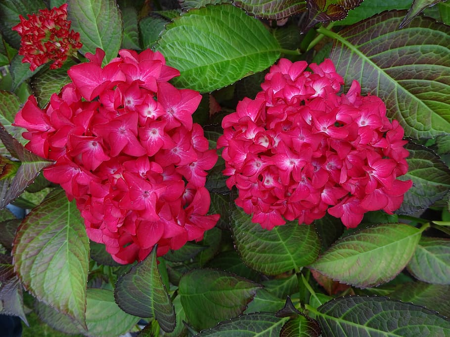 hydrangea, red, perennial, flowering plant, beauty in nature HD wallpaper