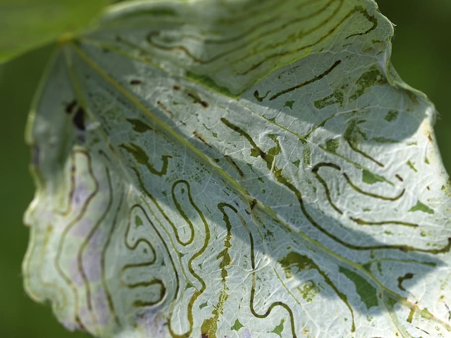 leaf, tracks, structure, green, nature, macro, close-up, no people HD wallpaper