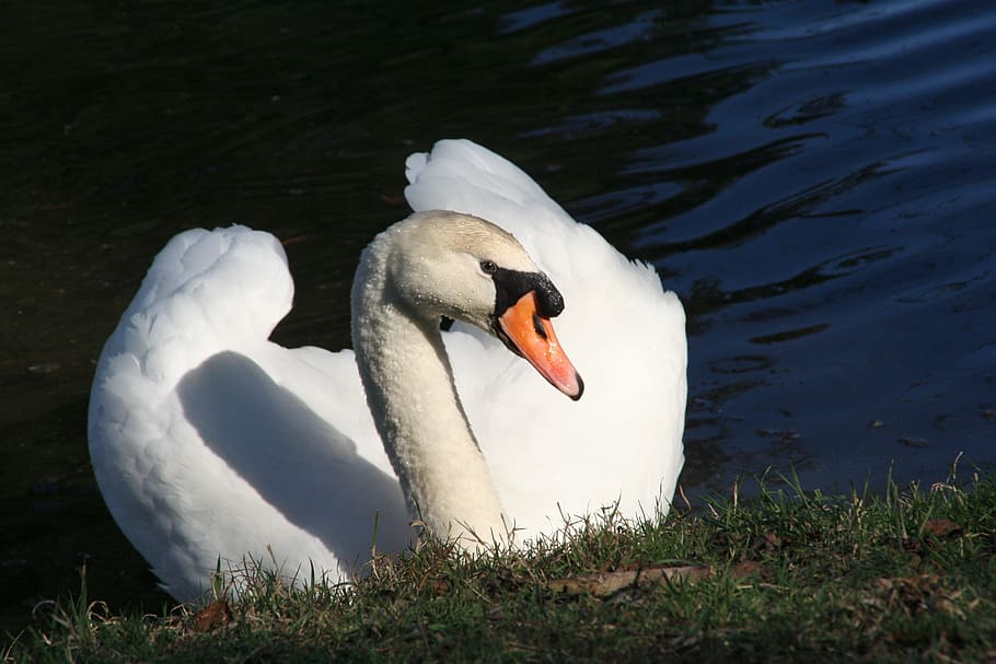 Romance, Lake, Bird, Mute Swan, duck bird, white, animal, elegant, HD wallpaper