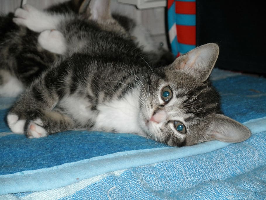 kitten, striped cat, small cat, pet, animals, cute, pets, domestic Cat HD wallpaper