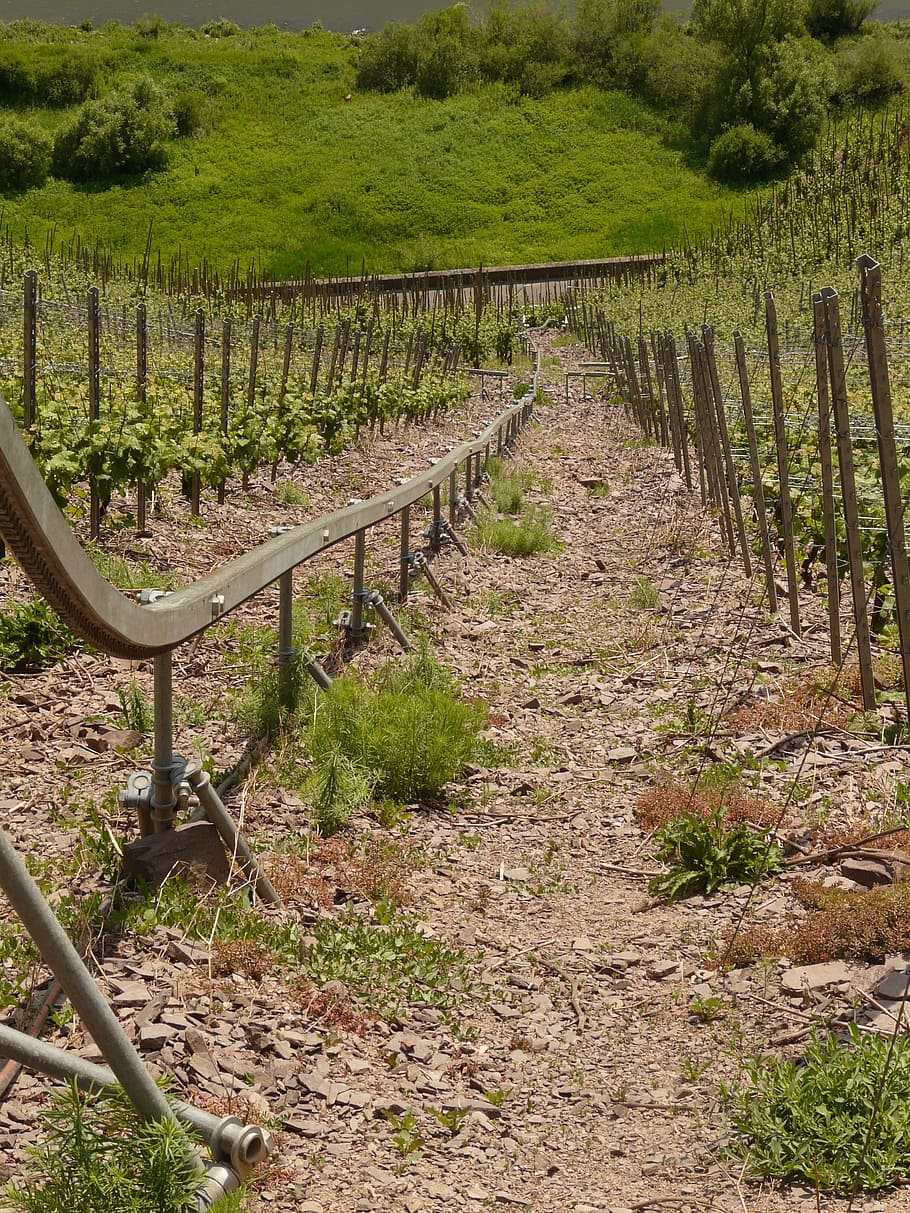 vineyard, steep slope, winegrowing, steep location, mosel, cask of mosel wine, HD wallpaper