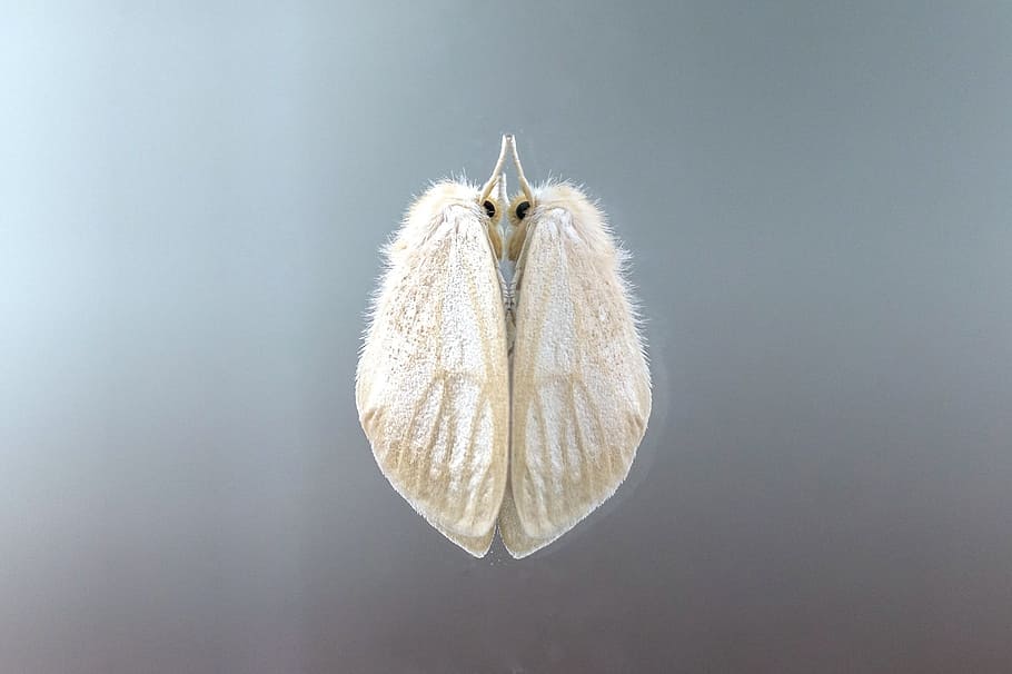 moth, insect, reflection, animal, nature, butterfly, wing, no people HD wallpaper