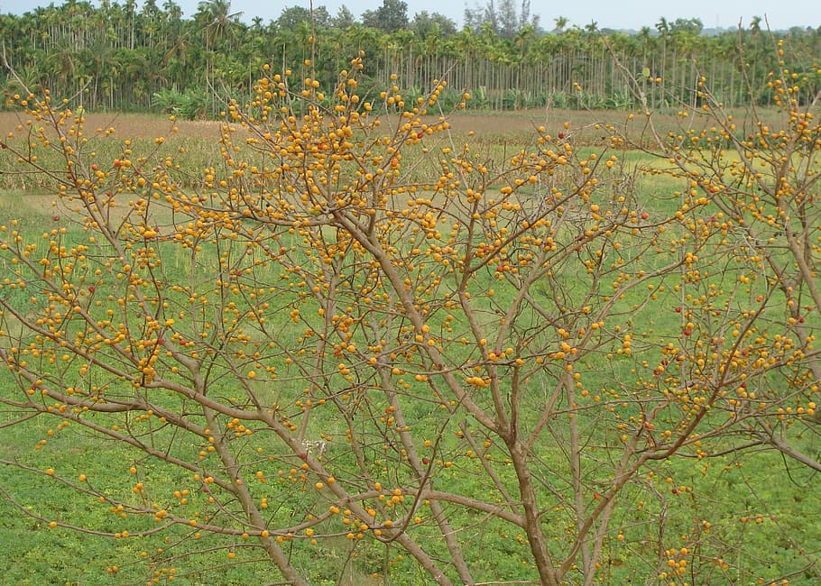 berries, wild, fruit, ripe, bird feed, banavasi, karnataka HD wallpaper