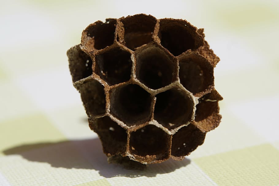 the hive, combs, empty, filigree, hexagon, hexagonal, wasps HD wallpaper