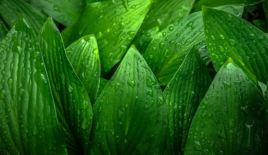 green plant leaves with water drops, leaf, nature, spring, hwalyeob HD wallpaper