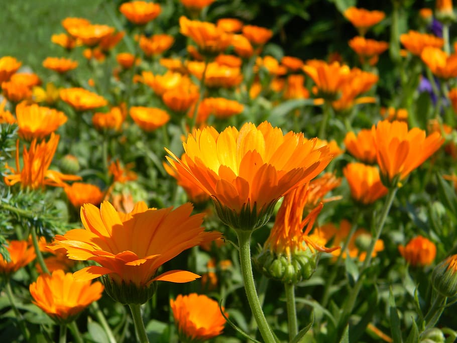 photo of orange daisy flower, calendula, bloom, macro, garden HD wallpaper