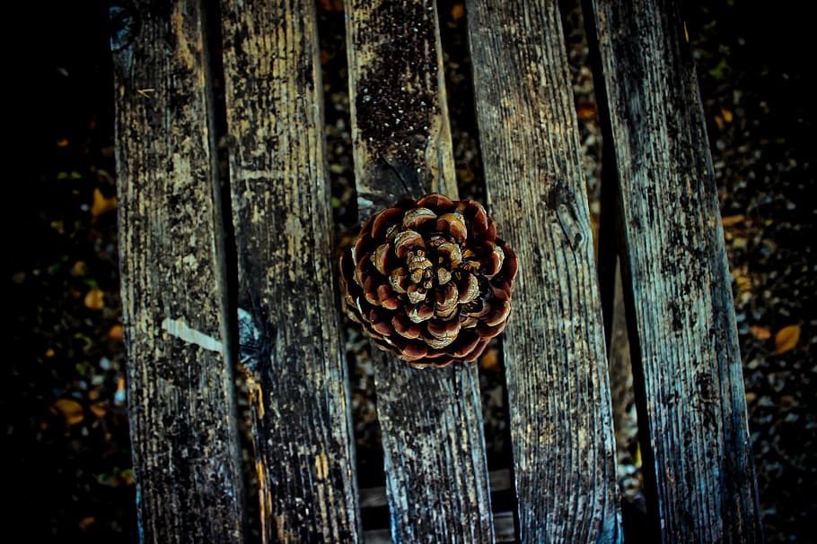 brown pine cone on gray wooden pallet in selective focus photography HD wallpaper