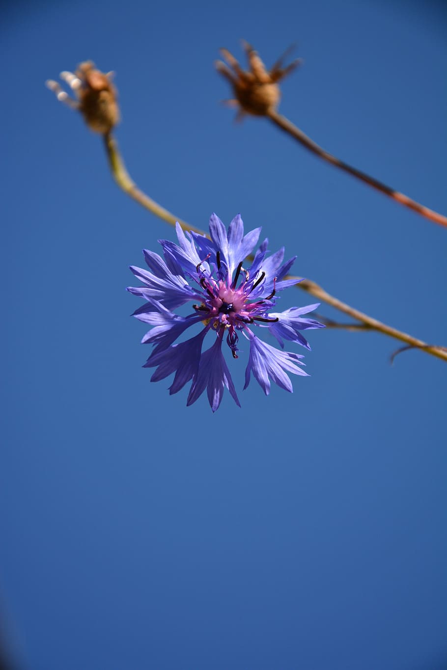 cornflower, summer, blue, blossom, bloom, flowering plant, fragility HD wallpaper