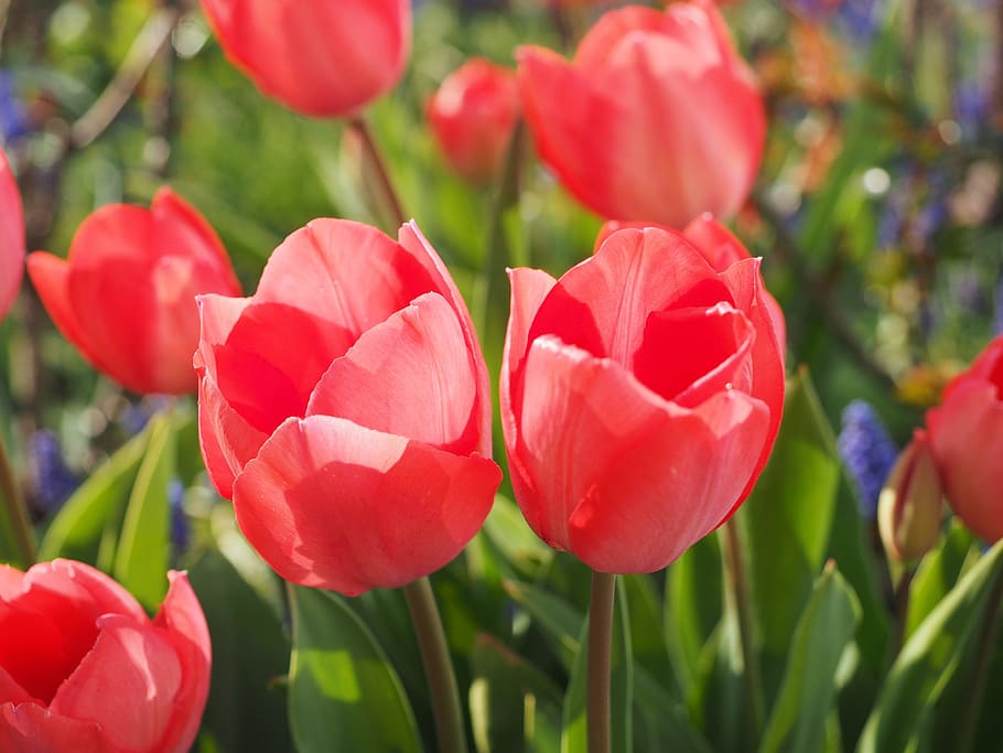 Tulip, Flower, Spring, Close, red, colorful, tulipa, lily, liliaceae, HD wallpaper
