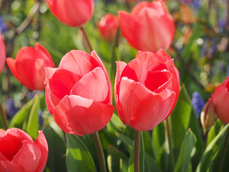 Tulip, Flower, Spring, Close, red, colorful, tulipa, lily, liliaceae HD wallpaper