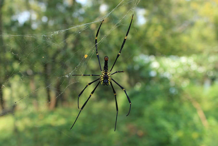 spider, web, design, nature, india, spiderweb, decoration, insect HD wallpaper