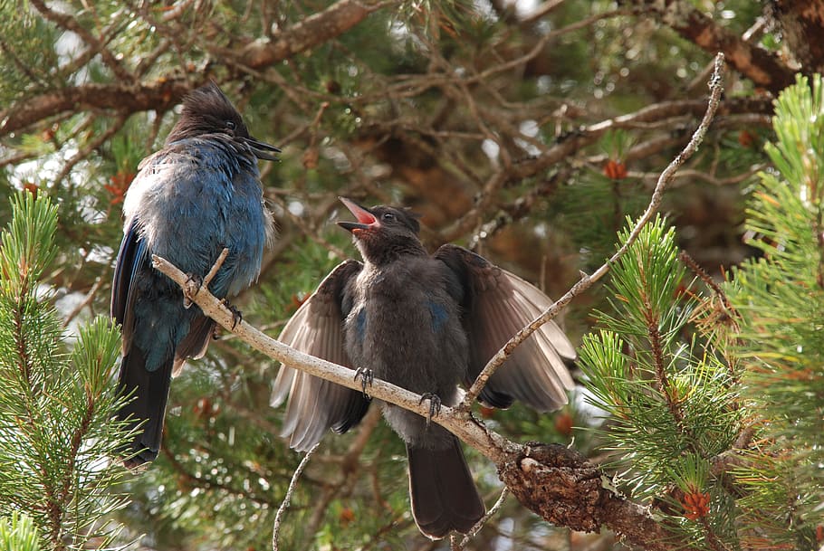 two black and blue birds perch on branch of tree, nature, young HD wallpaper